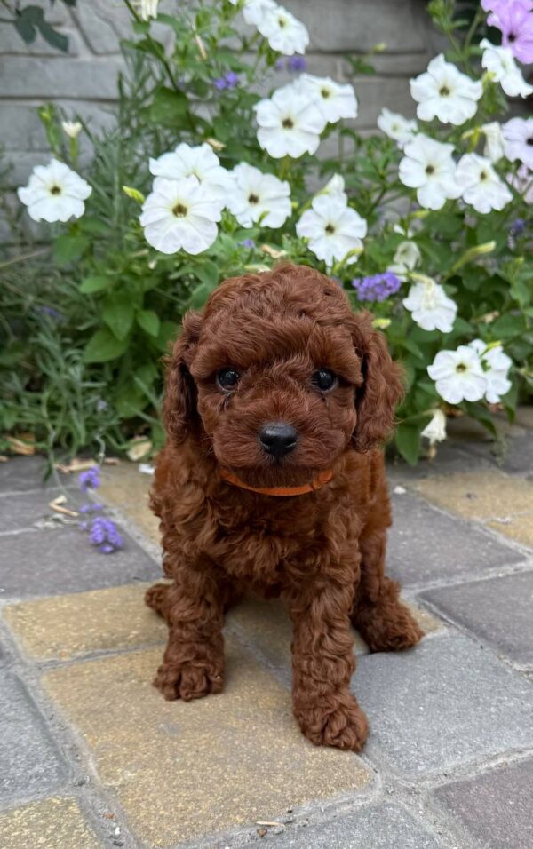 Warden Toy Poodle Warden Toy Poodle