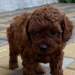 Warden-male-Toy-Poodle-puppy-for-sale-4