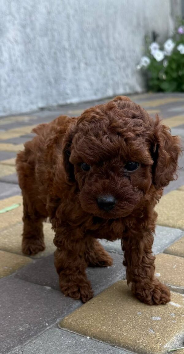 Warden Toy Poodle Warden Toy Poodle