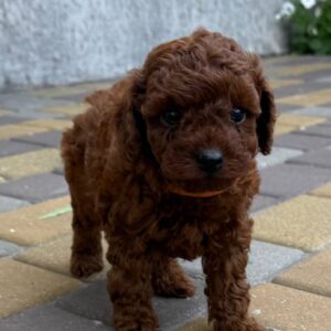 Warden Toy Poodle Warden Toy Poodle