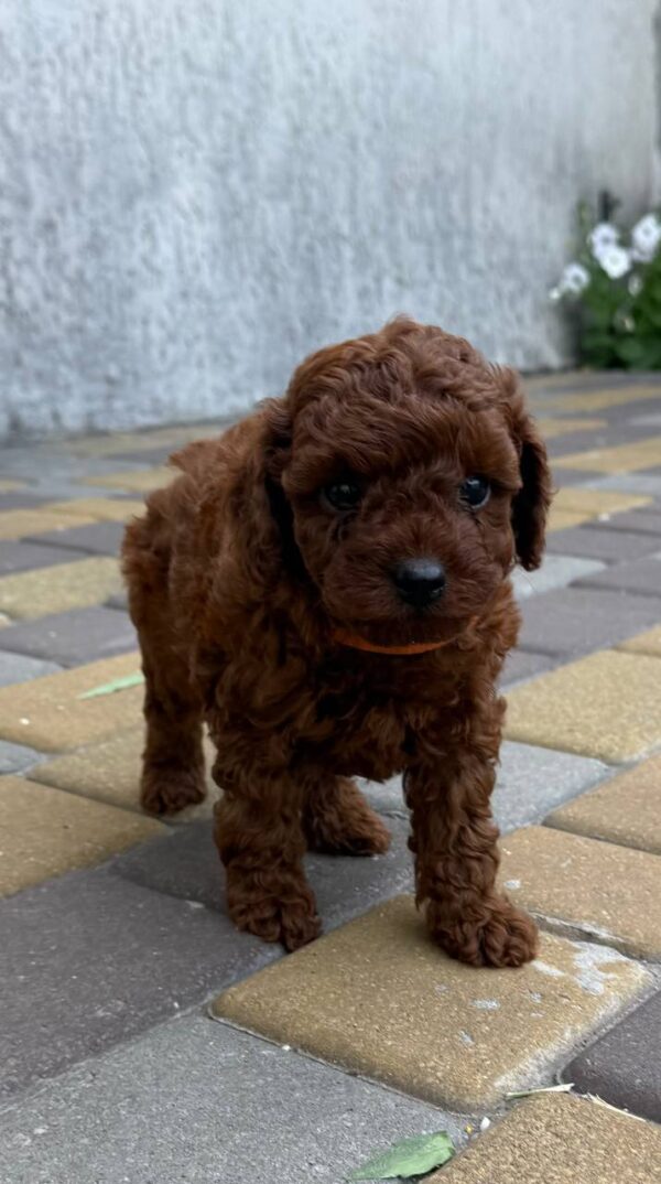 Warden Toy Poodle Warden Toy Poodle