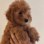 Weasley-male-Maltipoo-puppy-for-sale (1)