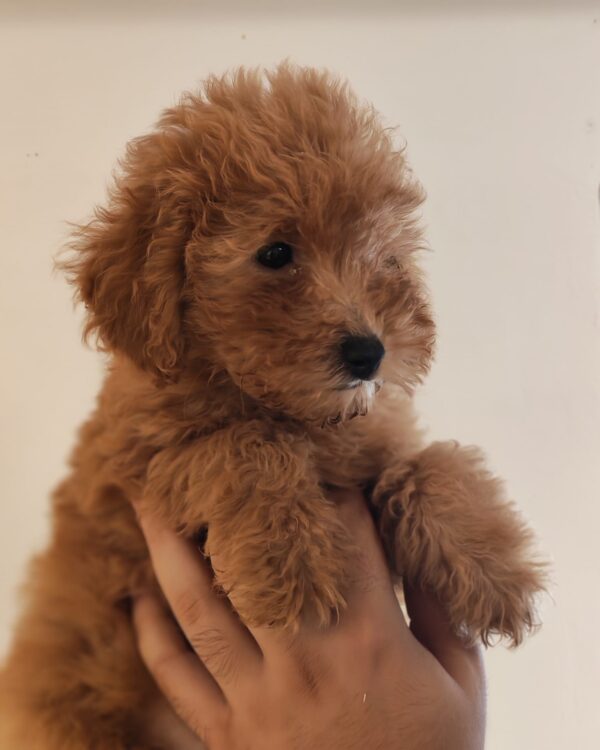 Weasley Maltipoo Weasley Maltipoo