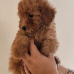Weasley-male-Maltipoo-puppy-for-sale (2)