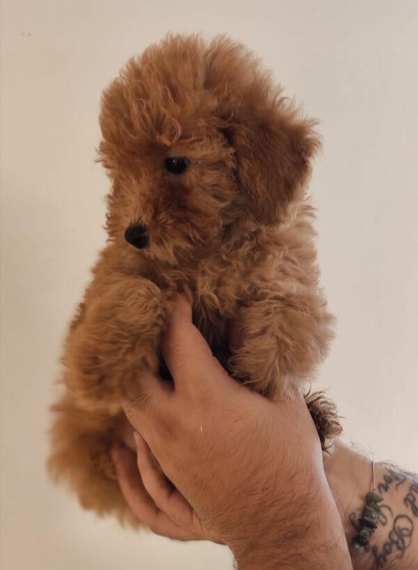Weasley Maltipoo Weasley Maltipoo