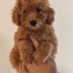 Weasley-male-Maltipoo-puppy-for-sale (3)