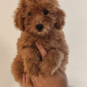 Weasley Maltipoo Weasley Maltipoo