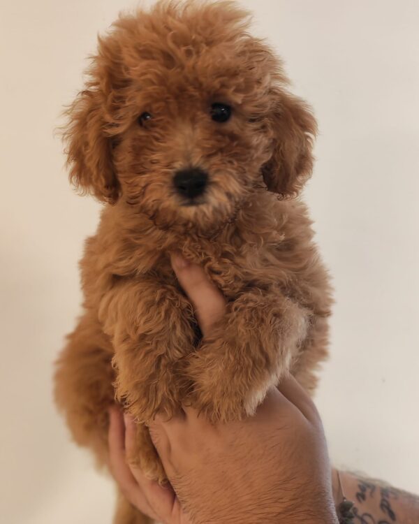 Weasley Maltipoo Weasley Maltipoo