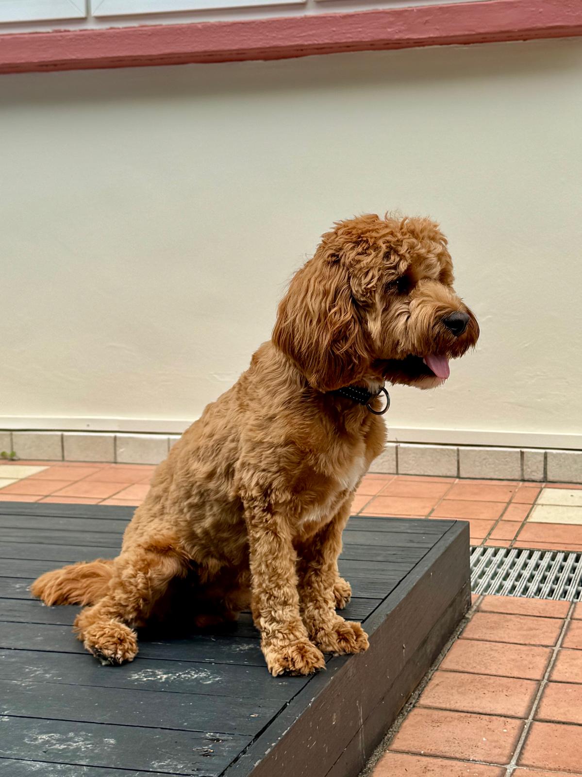 Max the Maltipoo