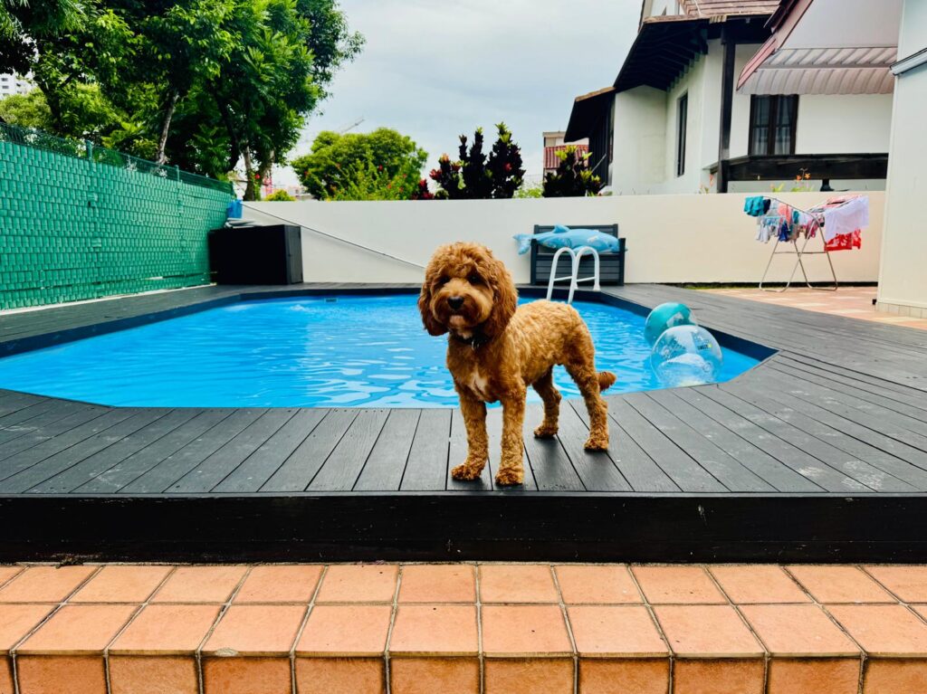 Max the Maltipoo