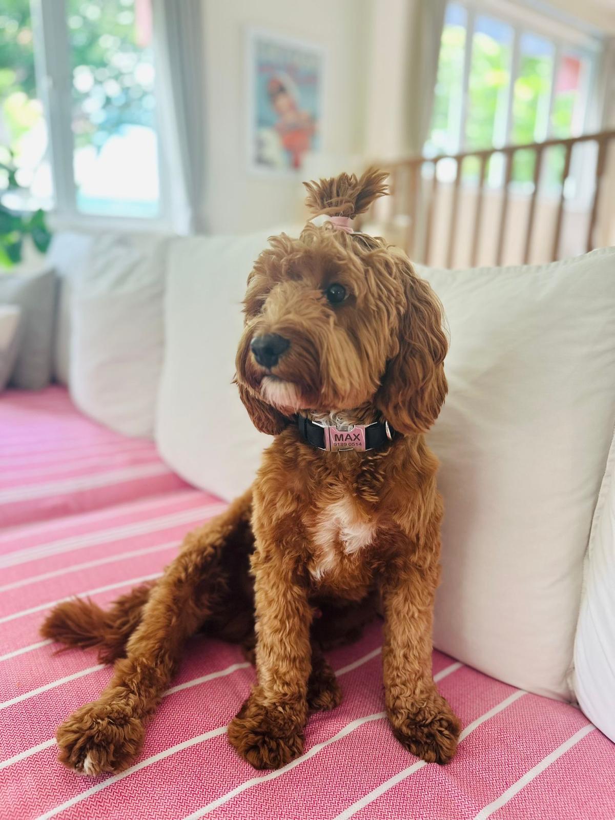 Max the Maltipoo