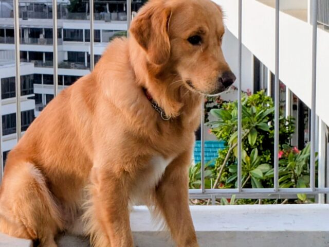 waffle golden retriever