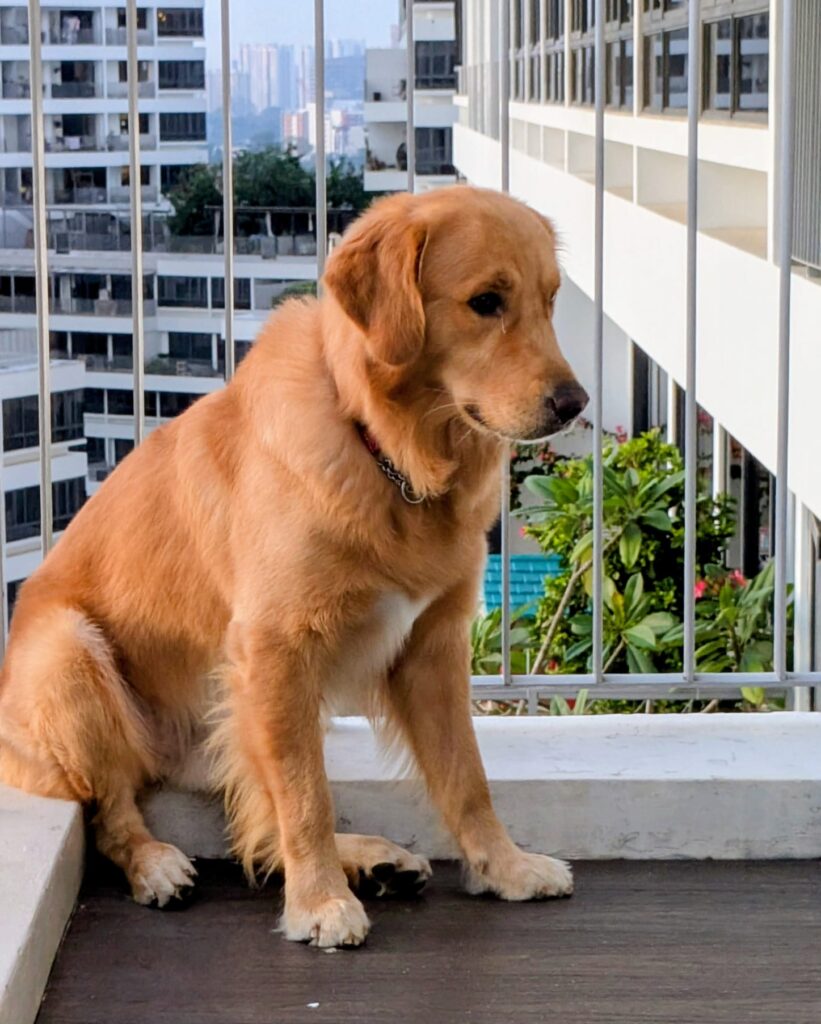 waffle golden retriever