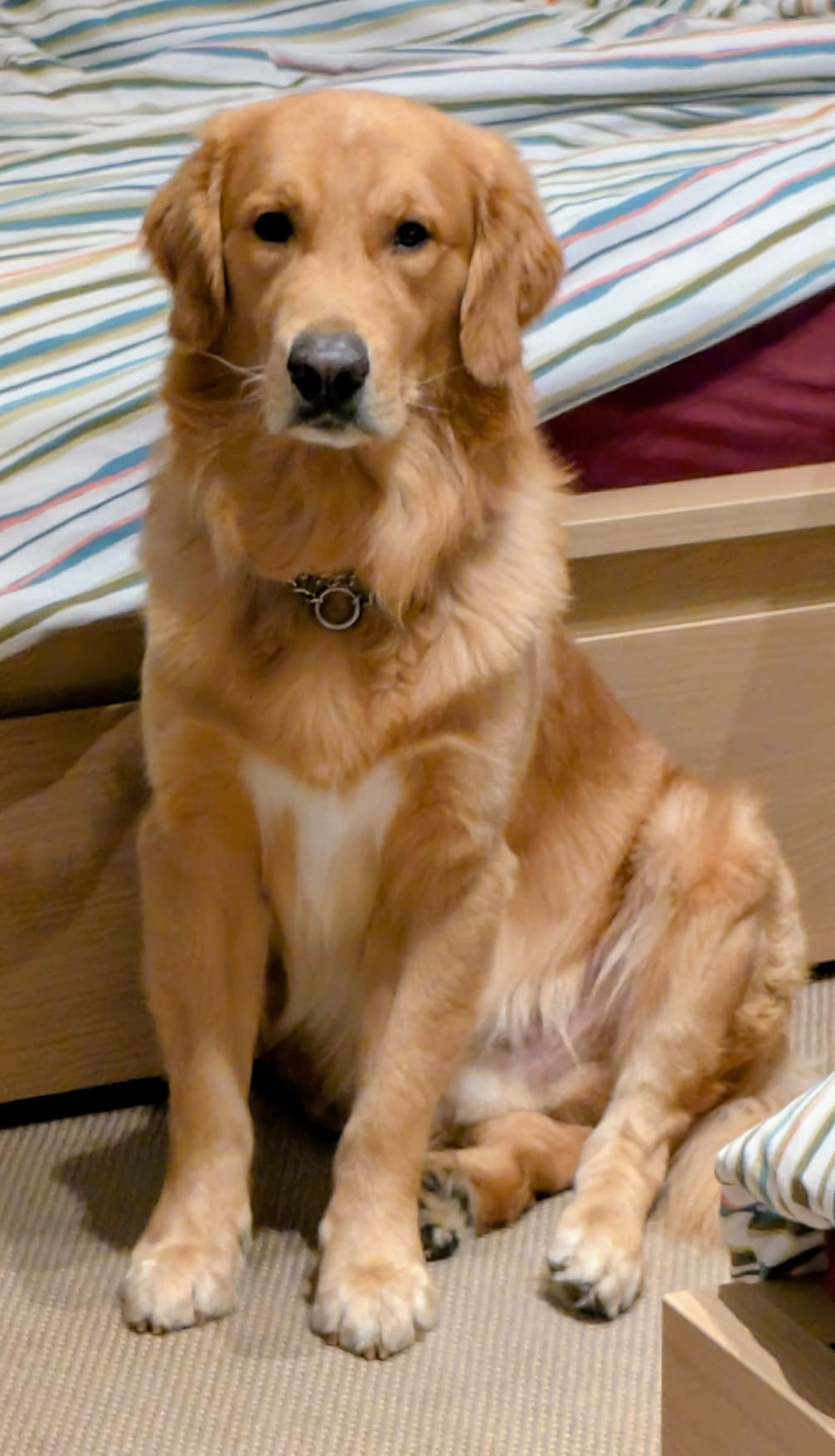 waffle golden retriever