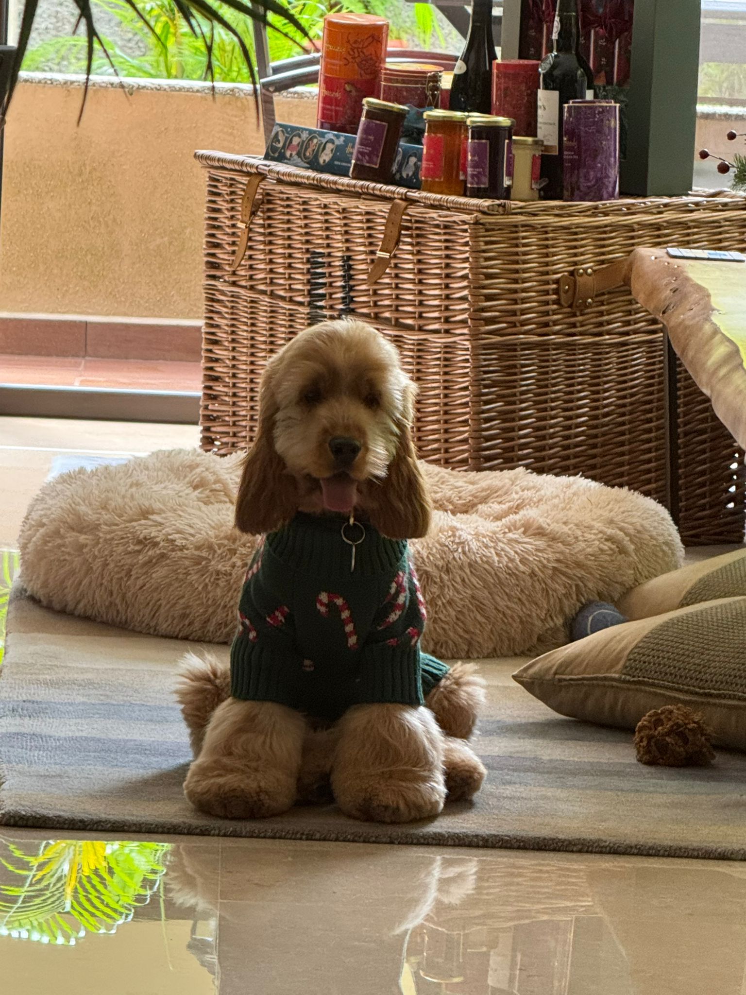 English Cocker Spaniel Buster