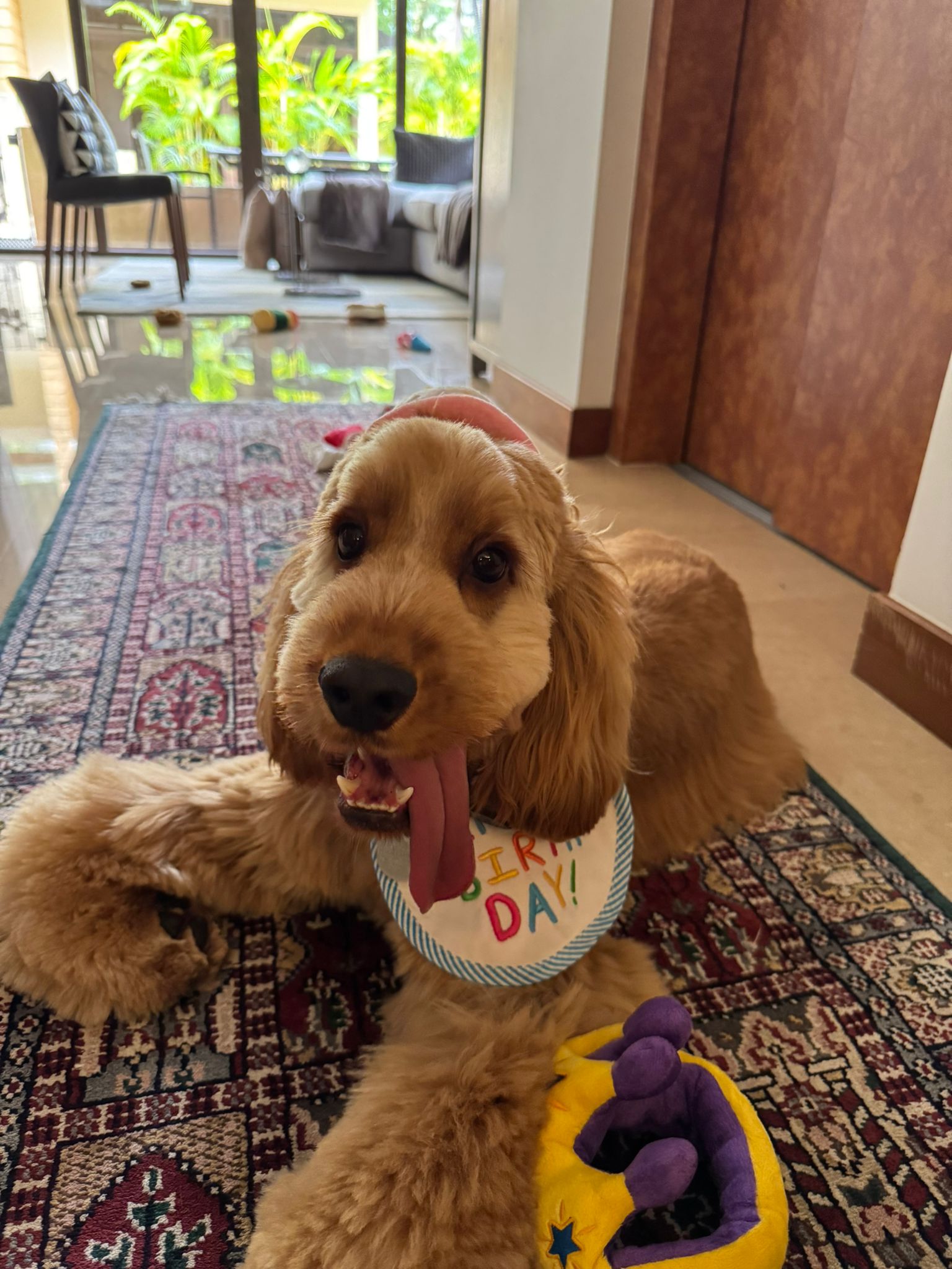 English Cocker Spaniel Buster