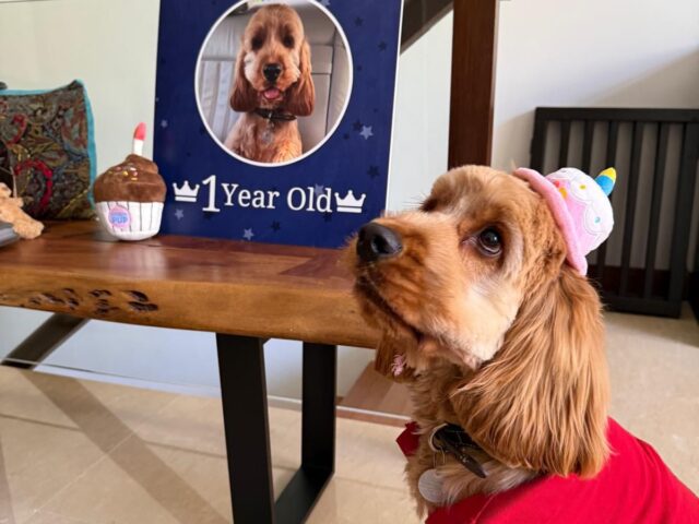 English Cocker Spaniel Buster