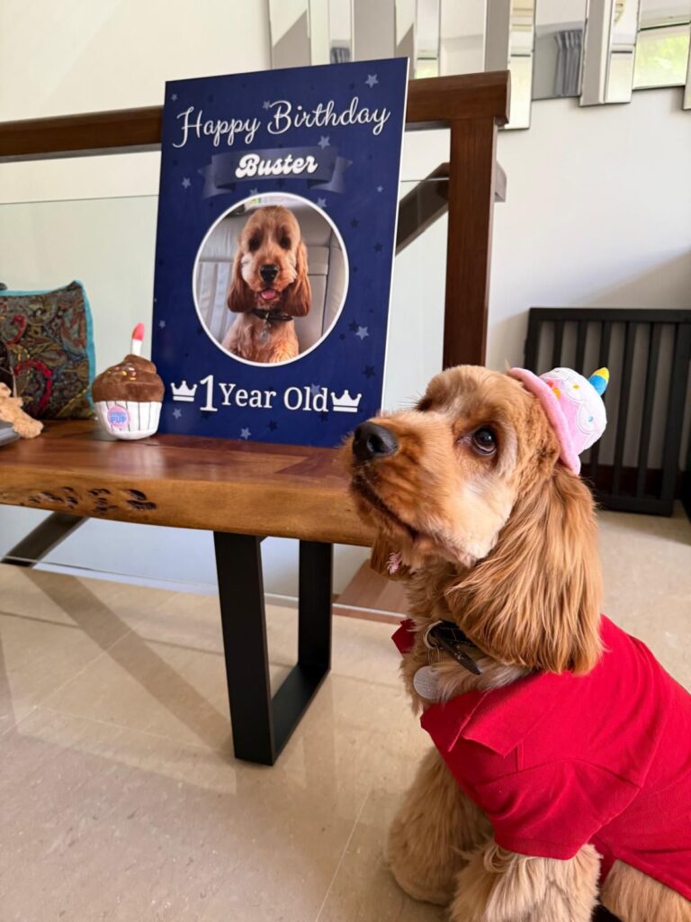 English Cocker Spaniel Buster