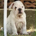 Willy-male-english-bulldog-puppy-for-sale- (1)
