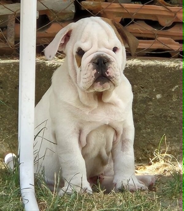 Willy English Bulldog Willy English Bulldog