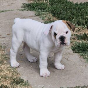 Willy English Bulldog Willy English Bulldog