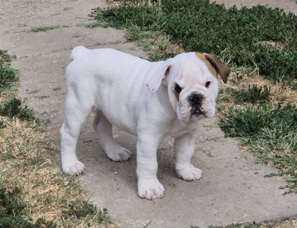 Willy English Bulldog Willy English Bulldog