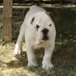 Willy-male-english-bulldog-puppy-for-sale- (3)