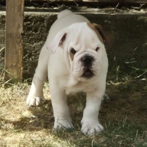 Willy English Bulldog Willy English Bulldog