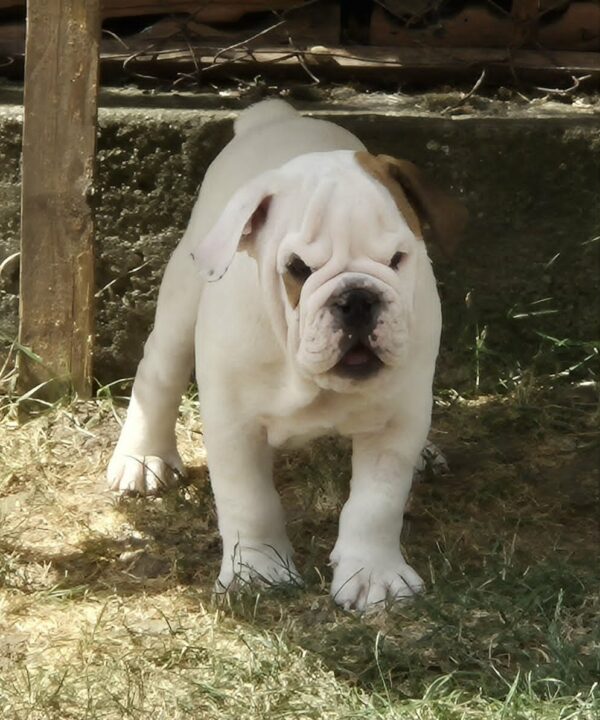 Willy English Bulldog Willy English Bulldog