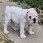 Willy-male-english-bulldog-puppy-for-sale- (4)