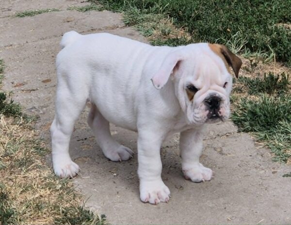 Willy English Bulldog Willy English Bulldog
