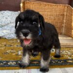 Willy-male-min-schnauzer-puppy-for-sale- (1)