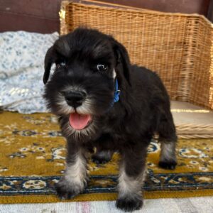 Willy Miniature Schnauzer Willy Miniature Schnauzer