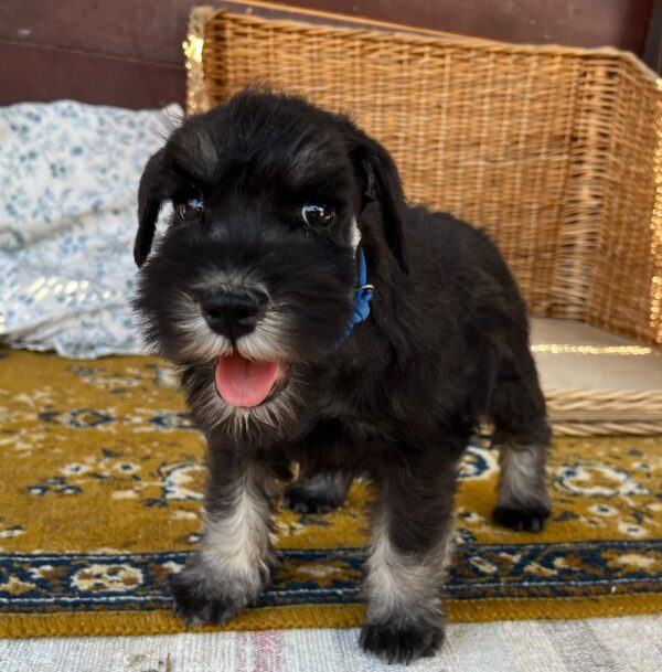 Willy Miniature Schnauzer Willy Miniature Schnauzer