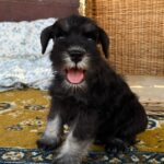 Willy-male-min-schnauzer-puppy-for-sale- (2)