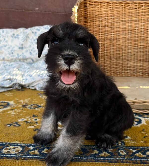 Willy Miniature Schnauzer Willy Miniature Schnauzer