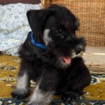 Willy-male-min-schnauzer-puppy-for-sale- (3)