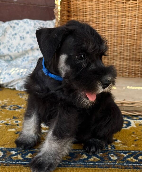 Willy Miniature Schnauzer Willy Miniature Schnauzer