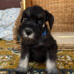 Willy-male-min-schnauzer-puppy-for-sale- (4)