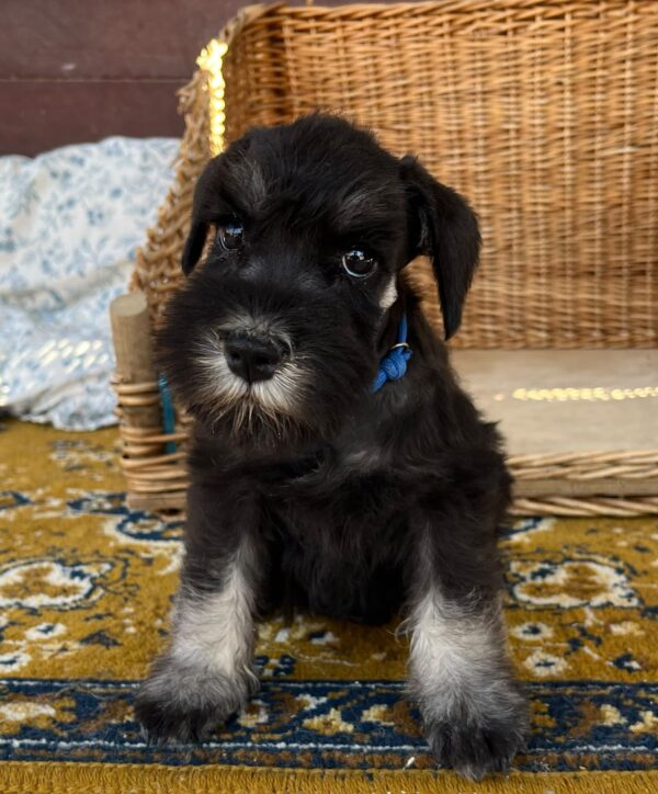 Willy Miniature Schnauzer Willy Miniature Schnauzer