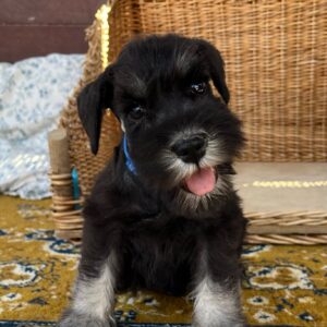 Willy Miniature Schnauzer Willy Miniature Schnauzer