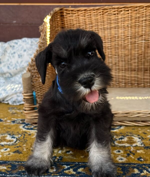 Willy Miniature Schnauzer Willy Miniature Schnauzer