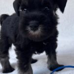 Willy-male-miniature-schnauzer-puppy-for-sale- (1)