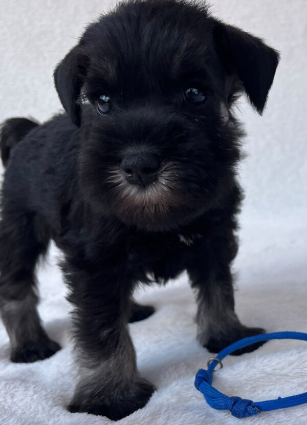 Willy Miniature Schnauzer Willy Miniature Schnauzer
