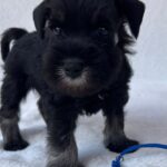 Willy-male-miniature-schnauzer-puppy-for-sale- (2)