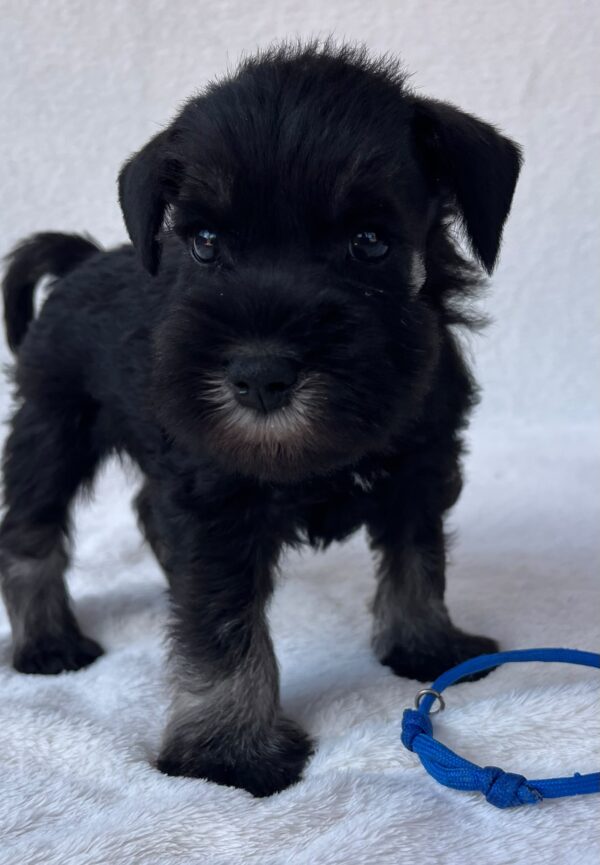 Willy Miniature Schnauzer Willy Miniature Schnauzer