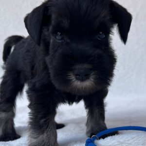 Willy Miniature Schnauzer Willy Miniature Schnauzer