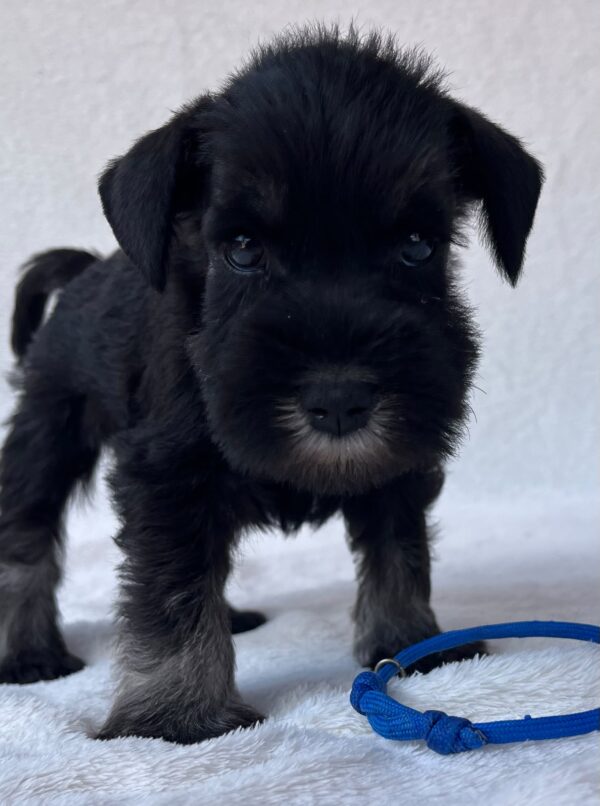Willy Miniature Schnauzer Willy Miniature Schnauzer