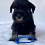 Willy-male-miniature-schnauzer-puppy-for-sale- (4)