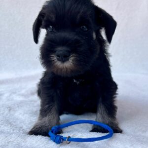 Willy Miniature Schnauzer Willy Miniature Schnauzer